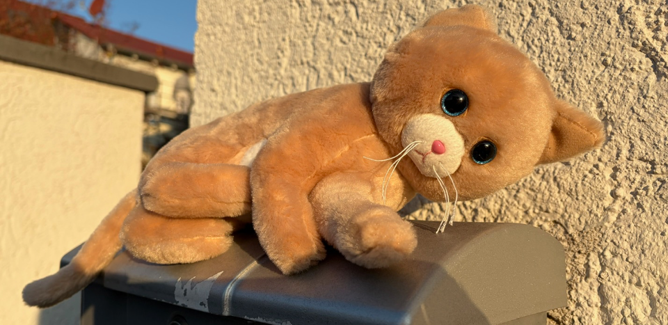 Beitragsbild für Wer vermisst seine Kuschelkatze?
